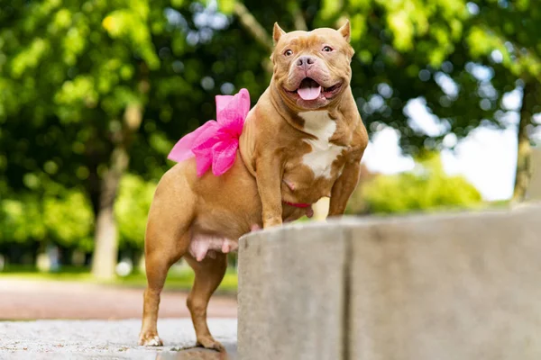 Feliz animal de estimação American Bully. Retrato de um cão grávida com uma fita, um arco na barriga. — Fotografia de Stock
