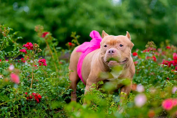 Portret ciężarnego psa ze wstążką, kokardą na brzuchu. Poważny zwierzak amerykański Bully, W ogrodzie na tle krzaków z różami na zewnątrz. Przestrzeń kopiowania — Zdjęcie stockowe