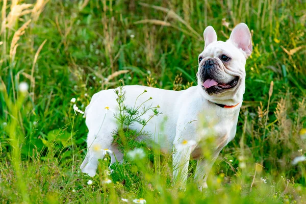 Cão bonito raça bulldog francês sentado no parque. Pet squints em um passeio no verão — Fotografia de Stock