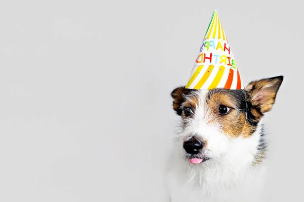 Chien Drole Sur Fond Blanc Dans Une Casquette Joyeux Anniversaire Pet A La Fete Espace De Copie Chapeau Amical Stock Photo Chien Drole Sur Fond Blanc Dans Une Casquette Joyeux Anniversaire Pet A La Fete Espace De Copie Chapeau Amical Stock Photo