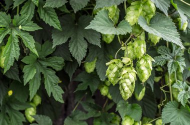 Atlama Şerbetçi otu