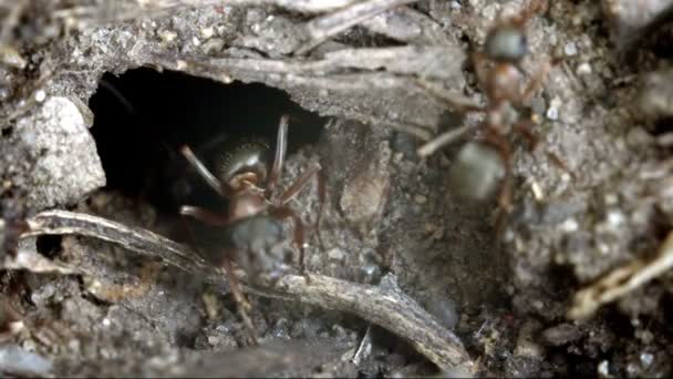Bir karınca yuvası yakın çekim içinde karıncalar — Stok video