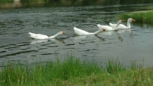 Gregge di oche domestiche che nuotano, pulendo piume vicino alla riva di un fiume — Video Stock