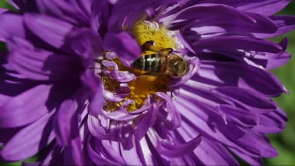 Abeja en un primer plano flor — Vídeo de stock