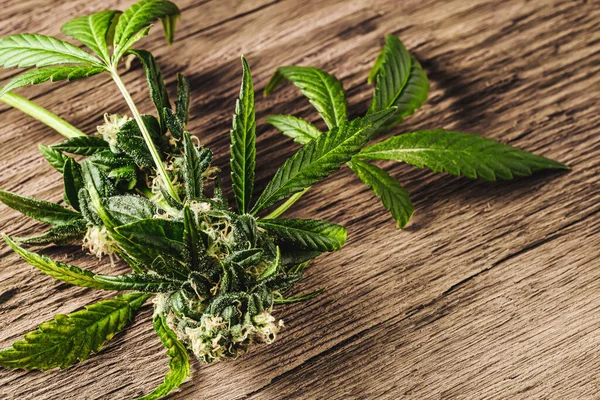 Makroaufnahme Einer Medizinischen Cannabis Knospe Mit Haaren Und Kristallen Und — Stockfoto