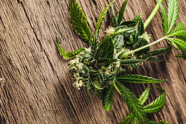 Makroaufnahme Einer Medizinischen Cannabis Knospe Mit Haaren Und Kristallen Und — Stockfoto