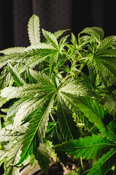 Junge Medizinische Cannabis Pflanze Indica Mit Cbd Grauer Hintergrund Der — Stockfoto