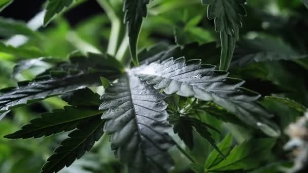 Yeşil tıbbi kenevir yaprağı yakın plan marihuana doğal olarak sağlık ve refah yeşil kenevir. — Stok video