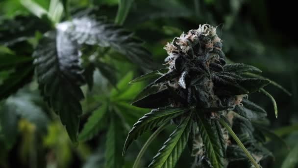 Grön medicinsk cannabis växt knopp närbild växt marijuana naturligt Hälsa och välbefinnande grön cannabis. — Stockvideo