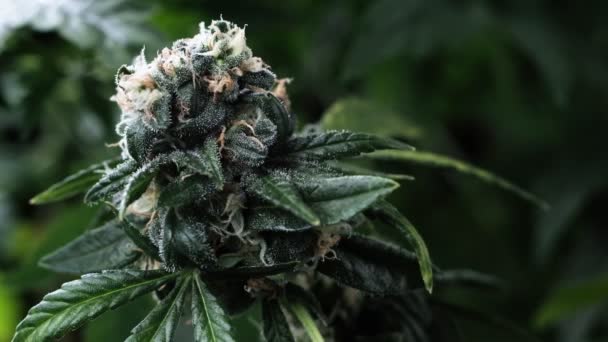 Πράσινη ιατρική κάνναβη φυτική κάνναβη γκρο πλαν φυτική μαριχουάνα φυσικά Υγεία και ευεξία πράσινη κάνναβη. — Αρχείο Βίντεο