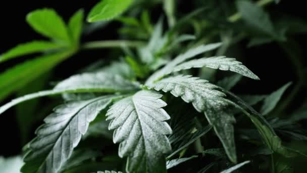 Grön medicinsk cannabis växt blad närbild växt marijuana naturligt Hälsa och välbefinnande grön cannabis. — Stockvideo