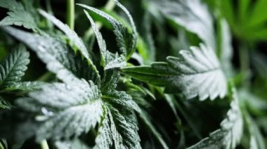 Yeşil tıbbi kenevir yaprağı yakın plan marihuana doğal olarak sağlık ve refah yeşil kenevir. Dikey