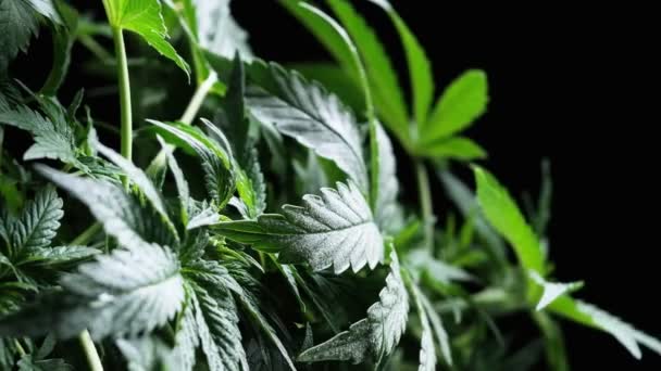 Grön medicinsk cannabis plantera blad närbild växt marijuana naturligt Hälsa och välbefinnande grön cannabis. Vertikal inriktning — Stockvideo