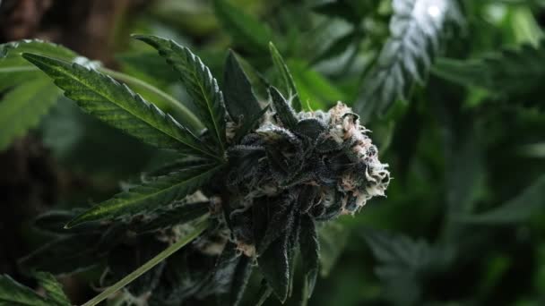 Vihreä lääkekannabiksen kasvi alkuunsa lähikuva kasvi marihuana luonnollisesti Terveys ja hyvinvointi vihreä kannabis. Pystysuora — kuvapankkivideo