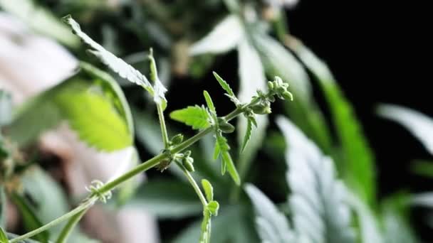 Πράσινη ιατρική κάνναβη αρσενικό φυτό γκρο πλαν φυτική μαριχουάνα φυσικά Υγεία και ευεξία πράσινη κάνναβη. Κάθετη — Αρχείο Βίντεο