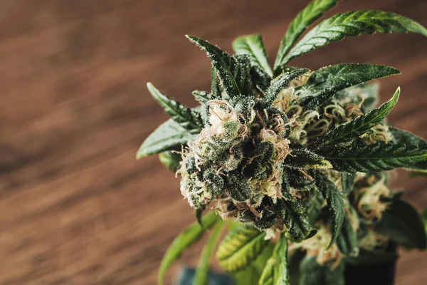 Makroaufnahme einer medizinischen Cannabis-Knospe mit Haaren und Kristallen und Pflanzenblatt im hölzernen Hintergrund. Kopierraum. — Stockfoto