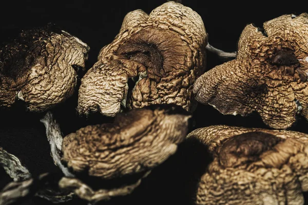 Torkade mexikanska magiska svampar är en psilocybe cubensis, en art av psykedelisk svamp vars huvudsakliga aktiva beståndsdelar är psilocybin och psilocin - Mexikanska Psilocybe Cubensis. — Stockfoto