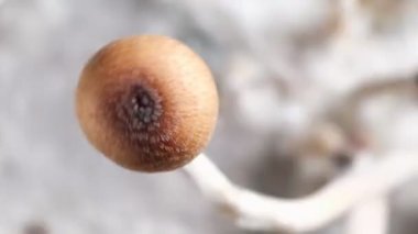 Meksika sihirli mantarları, psikedelik mantar türüdür. Ana aktif elementleri psilosibin ve psilosin 'dir. Beyaz tüylü miselyum üzerine Meksika Psilocybe Cubensis. 4k
