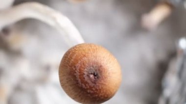 Meksika sihirli mantarları, psikedelik mantar türüdür. Ana aktif elementleri psilosibin ve psilosin 'dir. Beyaz tüylü miselyum üzerine Meksika Psilocybe Cubensis. 4k