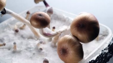 Meksika sihirli mantarları, psikedelik mantar türüdür. Ana aktif elementleri psilosibin ve psilosin 'dir. Beyaz tüylü miselyum üzerine Meksika Psilocybe Cubensis. 4k