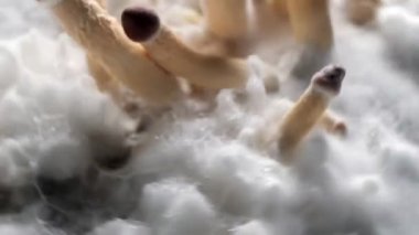 Meksika sihirli mantarları, psikedelik mantar türüdür. Ana aktif elementleri psilosibin ve psilosin 'dir. Beyaz tüylü miselyum üzerine Meksika Psilocybe Cubensis. 4k