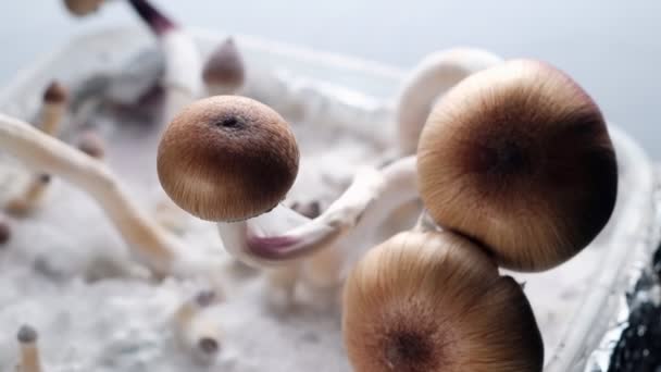 Cogumelos Mágicos Mexicanos Psilocybe Cubensis Uma Espécie Cogumelo Psicodélico Cujos — Vídeo de Stock