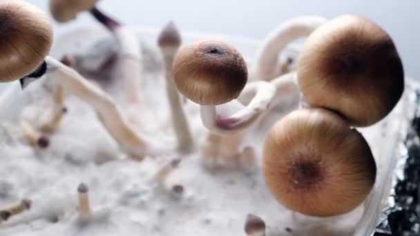 Μεξικάνικα Μαγικά Μανιτάρια Είναι Ένα Psilocybe Cubensis Ένα Είδος Ψυχεδελικού — Αρχείο Βίντεο