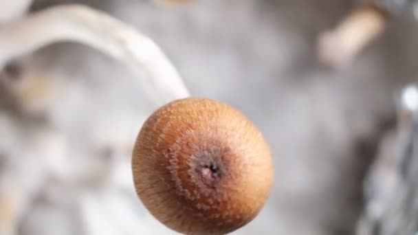 Cogumelos Mágicos Mexicanos Psilocybe Cubensis Uma Espécie Cogumelo Psicodélico Cujos — Vídeo de Stock