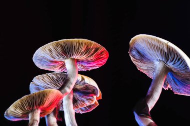 Meksika sihirli mantarı bir psilosibe cubensis. Psilosibin ve psilosin - Meksika Psilocybe Cubensis gibi ana aktif elementleri olan psikedelik mantar türü. Yetişkin bir mantar sporlar yağdırıyor. kırmızı ve mavi renk. yatay yönelim