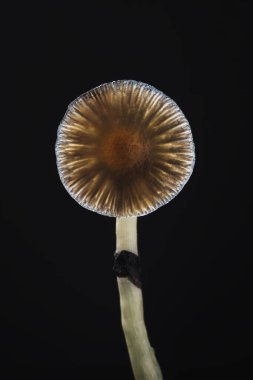 Bir Meksika sihirli mantarı bir psilosibe cubensis 'tir, başlıca aktif elementleri psilosibin ve psilosin olan psikedelik mantar türüdür - Meksika Psilocybe Cubensis. Yetişkin bir mantar sporlar yağdırıyor. Karanlık arka plan. düşey yönelim
