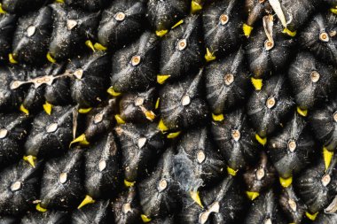 Siyah ayçekirdeği deseni. Ayçekirdeği arka planı. Yatay yönelim