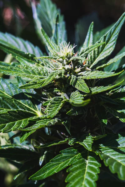 Nahaufnahme Von Cannabis Weibchen Mit Sichtbaren Haaren Und Trichomen Pflanze — Stockfoto