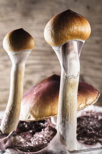 The Mexican magic mushroom is a psilocybe cubensis, a specie of psychedelic mushroom whose main active elements are psilocybin and psilocin - Mexican Psilocybe Cubensis. An adult mushroom raining spores. Vertical orientation. wood background