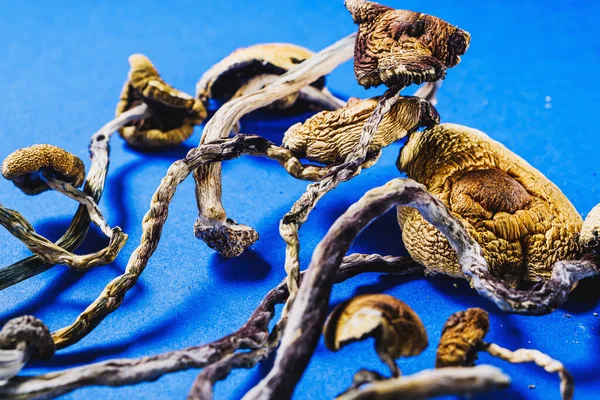 Setas Mágicas Mexicanas Secas Una Psilocybe Cubensis Una Especie Hongo —  Fotos de Stock