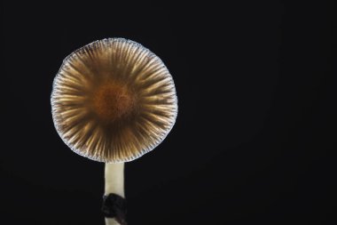 Bir Meksika sihirli mantarı psilosibe cubensis 'tir, ana aktif elementleri psilosibin ve psilosin-Meksika Psilocybe Cubensis' tir. Yetişkin bir mantar spor yağmuru