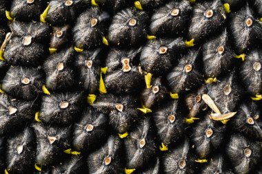 Siyah ayçekirdeği deseni. Ayçekirdeği arka planı.