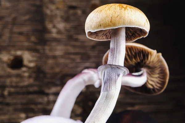 The Mexican magic mushroom is a psilocybe cubensis, a specie of psychedelic mushroom whose main active elements are psilocybin and psilocin - Mexican Psilocybe Cubensis. An adult mushroom raining spores. horizontal orientation