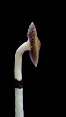 Meksika sihirli mantarı psilosibe cubensis 'dir ve ana aktif elementleri psilosibin ve psilosin-çeşit Meksika Psilocybe Cubensis' tir. dikey