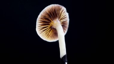 Meksika sihirli mantarı psilosibe cubensis 'dir, ana aktif elementleri psilosibin ve psilosin-çeşit Meksika Psilocybe Cubensis' tir..