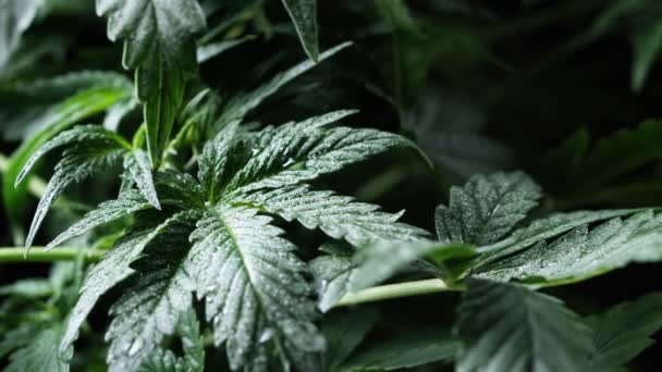 Groene medicinale cannabis plant blad close-up plant marihuana natuurlijk Gezondheid en welzijn groene cannabis. — Stockvideo