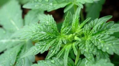 Yeşil, genç tıbbi kenevir yaprağı yakın plan marihuana doğal olarak sağlık ve refah yeşil kenevir. Yatay