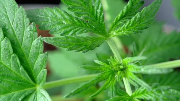 Πράσινη νεαρή ιατρική κάνναβη φυτικό φύλλο γκρο πλαν φυτική μαριχουάνα φυσικά Υγεία και ευεξία πράσινη κάνναβη. Οριζόντια — Αρχείο Βίντεο
