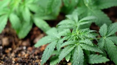 Yeşil, genç tıbbi kenevir yaprağı yakın plan marihuana doğal olarak sağlık ve refah yeşil kenevir. Yatay