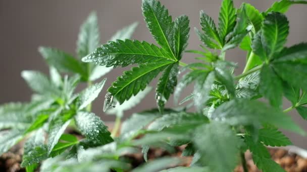 Zelená mladá lékařská rostlina konopí list zblízka rostlina marihuana přirozeně Zdraví a pohoda zelené konopí. Vodorovně — Stock video