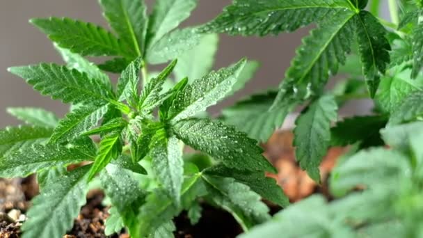 Vihreä nuori lääkekannabiksen kasvi lähikuva kasvi marihuana luonnollisesti Terveys ja hyvinvointi vihreä kannabis. Vaaka — kuvapankkivideo