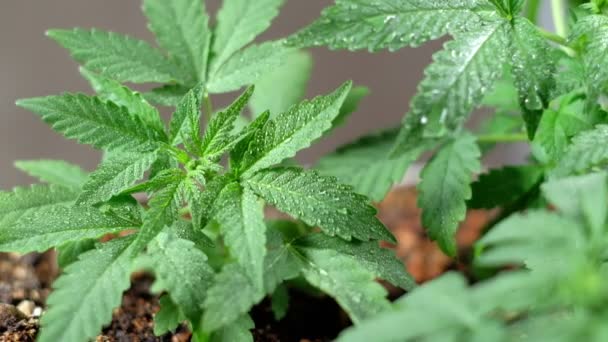 Yeşil, genç tıbbi kenevir yaprağı yakın plan marihuana doğal olarak sağlık ve refah yeşil kenevir. Yatay — Stok video