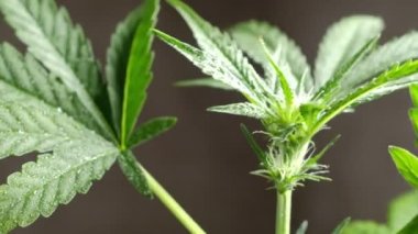 Genç, yeşil, tıbbi kenevir dişisi bitki yaprağı yakın plan marihuana doğal sağlık ve refah yeşil kenevir. Yatay oryantasyon. 4k