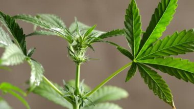 Genç, yeşil, tıbbi kenevir dişisi bitki yaprağı yakın plan marihuana doğal sağlık ve refah yeşil kenevir. Yatay oryantasyon. 4k
