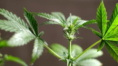 Genç, yeşil, tıbbi kenevir dişisi bitki yaprağı yakın plan marihuana doğal sağlık ve refah yeşil kenevir. Yatay oryantasyon. 4k