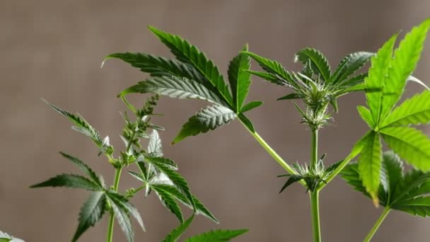 Groene Jonge Medicinale Cannabis Vrouwelijke Mannelijke Plant Bladeren Close Plant — Stockvideo